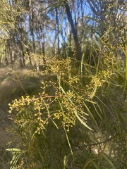 Acacia neriifolia