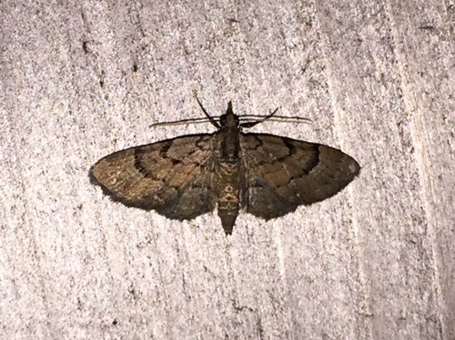 Small Pine Looper Moth photo 3