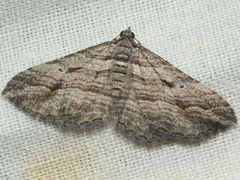 Chrysolarentia severata