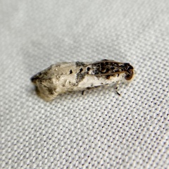 Oriodryas olbophora