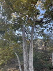Platanus racemosa