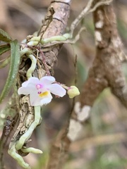 Sarcochilus hillii