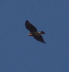 Buteo platypterus
