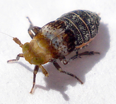 Conomelus anceps