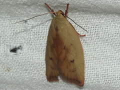 Cryptolechia triphaenatella