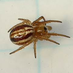 Araneus pratensis