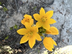 Ornithogalum dubium
