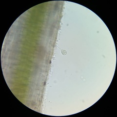 Sessilida