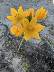 Ornithogalum dubium