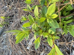 Rhododendron indicum