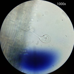 Sessilida