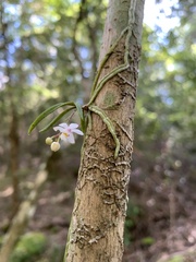 Sarcochilus hillii
