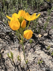 Ornithogalum dubium