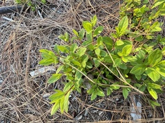 Rhododendron indicum