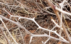 Mimosa aculeaticarpa