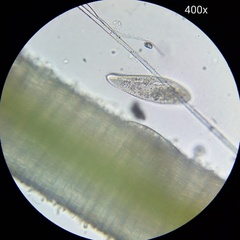 Paramecium