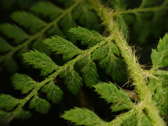 Polystichum haleakalense