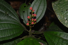 Miconia bullifera