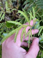 Lycopodium volubile