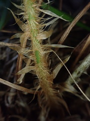 Polystichum haleakalense
