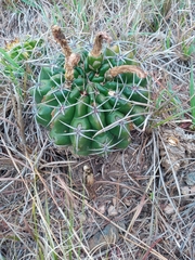 Gymnocalycium monvillei achirasense