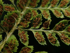 Polystichum haleakalense