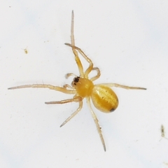 Araneus pratensis