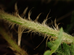 Polystichum haleakalense
