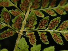 Polystichum haleakalense