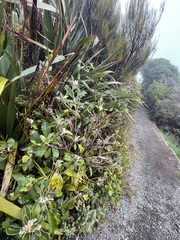 Brachyglottis buchananii