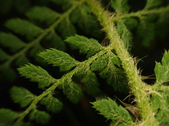 Polystichum haleakalense