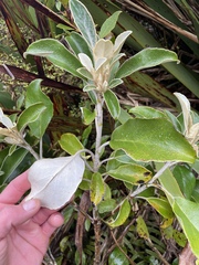 Brachyglottis buchananii