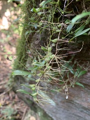 Bulbophyllum exiguum
