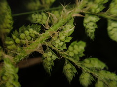 Polystichum haleakalense