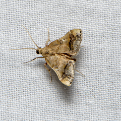 Scenedra decoratalis