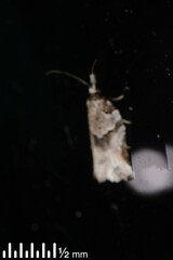 Harmologa amplexana