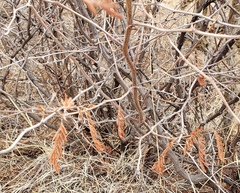 Mimosa aculeaticarpa
