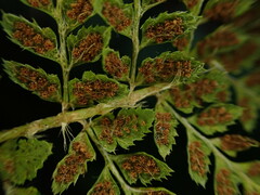 Polystichum haleakalense