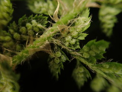 Polystichum haleakalense