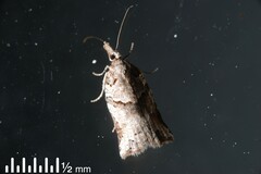 Harmologa amplexana