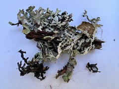 Hypogymnia enteromorpha