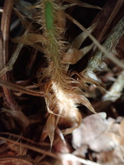 Polystichum haleakalense