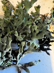 Hypogymnia enteromorpha