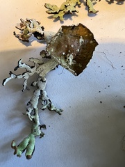 Hypogymnia enteromorpha