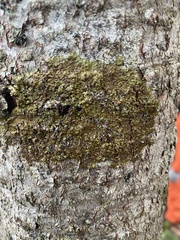 Melanelixia subaurifera