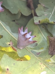 Cynips douglasii