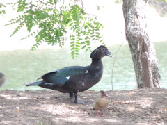 Cairina moschata