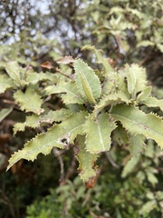 Olearia ilicifolia