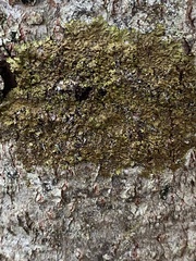 Melanelixia subaurifera