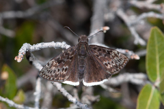 Erynnis tristis tatius